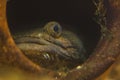 Lusitanian toadfish Halobatrachus didactylus