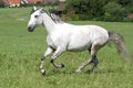 Lusitano horse Royalty Free Stock Photo