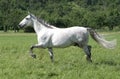 Lusitano horse Royalty Free Stock Photo