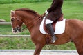 Lusitano Horse with Equestrian Royalty Free Stock Photo