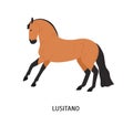 Lusitano horse flat vector illustration. Elegant Portuguese breed stallion rearing up isolated on white background