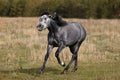 LUSITANO HORSE GALLOPING, THREAT POSTURE