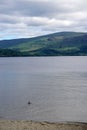 Luss, Scotland: A mallard swims into Loch Lomond
