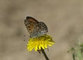 Lustrous Copper Butterfly Royalty Free Stock Photo