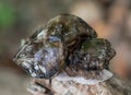 Lustrous gem quality Smoky Elestial Quartz from Brazil on a tree bark in the forest