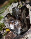 Lustrous gem quality Smoky Elestial Quartz from Brazil on a tree bark in the forest