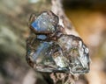 Lustrous gem quality Smoky Elestial Quartz from Brazil on a tree bark in the forest