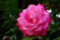 Pink rose flower Royalty Free Stock Photo