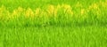 Lustrous green paddy field with yellow weeds