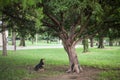 Lutalica, a typical serbian stray dog, abandoned, sitting and staring at a tree in a park of the city center of Belgrade