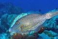 Luterus scriptus, scrawled filefish Royalty Free Stock Photo