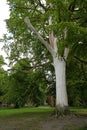 Lutheran memorial beech tree on the Luebeck cathedral square after knot breakage with protective whitewash coating