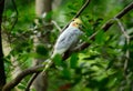 Lutino mutation cockatiel (Nymphicus hollandicus)