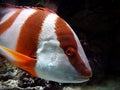 Red Emperor Snapper Royalty Free Stock Photo