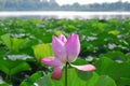 Lutos flower in yunlong lake of china