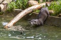 Lutrinae or Lontra longicaudis on a zoo