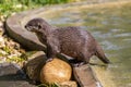 Lutrinae or Lontra longicaudis on a zoo Royalty Free Stock Photo