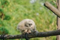 Lutung budeng or East Javan langur or Trachypithecus auratus sitting on a tree branch Royalty Free Stock Photo