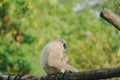 Lutung budeng or East Javan langur or Trachypithecus auratus sitting on a tree branch Royalty Free Stock Photo