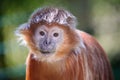 The lutung monkey Royalty Free Stock Photo