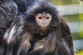 The lutung monkey Royalty Free Stock Photo