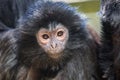 The lutung monkey Royalty Free Stock Photo
