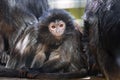 The lutung monkey Royalty Free Stock Photo