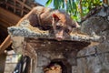 Luwak - Balinese viverra making most expensive coffee in the world Royalty Free Stock Photo