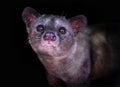 Luwak Civet Cat in Bali, Indonesia Royalty Free Stock Photo