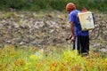 Luwu, Indonesia - February, 18th 2017: Farmers spraying pest poison in rice fields