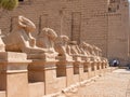 Luxor, Egypt - October 3, 2021: Close-up on the alley of the Sphinxes at Karnak Temple. Large statues are set in a row near the Royalty Free Stock Photo