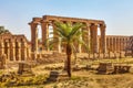 Luxor Temple and a palm tree Royalty Free Stock Photo