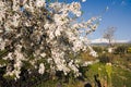 luxuriant flowering white Royalty Free Stock Photo