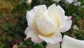 Luxuriant petals of beautiful white rose flower closeup. Blooming bush of pink white roses on flowerbed. Gorgeous wedding flowers.