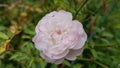 Luxuriant petals of beautiful white rose flower closeup on green blur background with copy space. Blooming bush of light pink rose