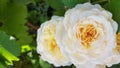 Luxuriant petals of beautiful white rose with yellow middle of flower closeup with blur green leaves background. Blooming bush