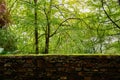 Luxuriant woods outside lichen-covered brick parapet