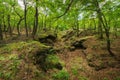 The luxuriant woods of volcano Etna