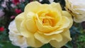 Luxuriant yellow rose closeup on green blurred background of blooming flowerbed. Lush petals of yellow rose closeup. Flower symbol
