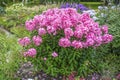 Luxuriantly blooming Phlox bushes