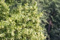 Luxuriantly flowering branches of lime in the sunshine