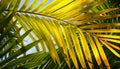 Luxurious beach retreat palms symbolize opulence for discerning aesthetes seeking relaxation