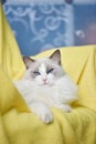 Luxurious blue bicolor ragdoll chilling.