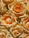 Luxurious bouquet of hybrid tea roses in yellow, orange, peach and apricot colors. Closeup still life photo of blooming Royalty Free Stock Photo