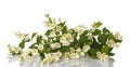 Luxurious bouquet of white Jasmine, isolated on white