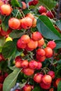 A luxurious branch, all strewn with red paradise apples