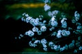 Luxurious branch of a blossoming apricot on a blurry dark background