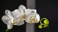 Luxurious branch of white orchid flower Phalaenopsis, known as Moth Orchid or Phal on black background Royalty Free Stock Photo