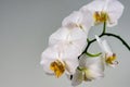 Luxurious branch of white orchid flower Phalaenopsis, known as the Moth Orchid or Phal on light gray background.