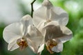 Luxurious branch of white phalaenopsis orchid flower Phalaenopsis, known as the Moth Orchid or Phal on black background